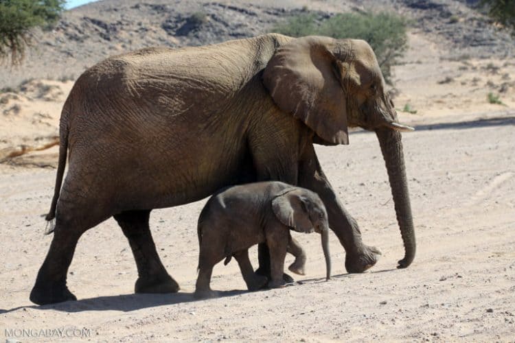 Desert elephant with young. Image by Rhett Butler for Mongabay.