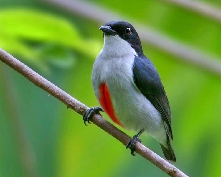 Three Birds that are Considered to be Among the World’s Most Elusive and Attractive