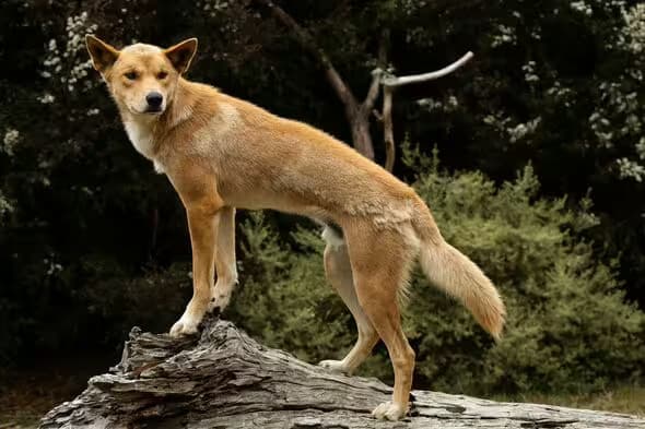 A wild dingo (Image: Getty)