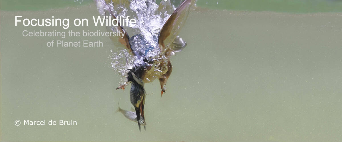 Diving Kingfisher by Marcel de Bruin