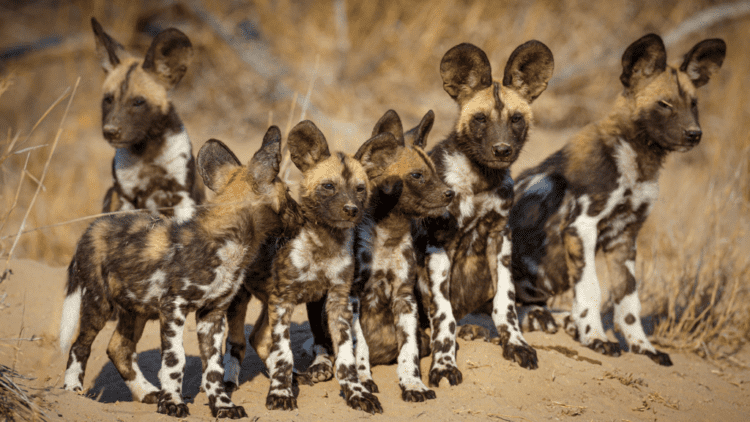 Human-wildlife conflict drives African wild dogs to extinction