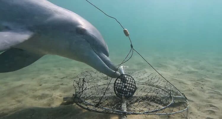 Dolphins raiding crab pots – Supplied by Dolphin Discovery Centre