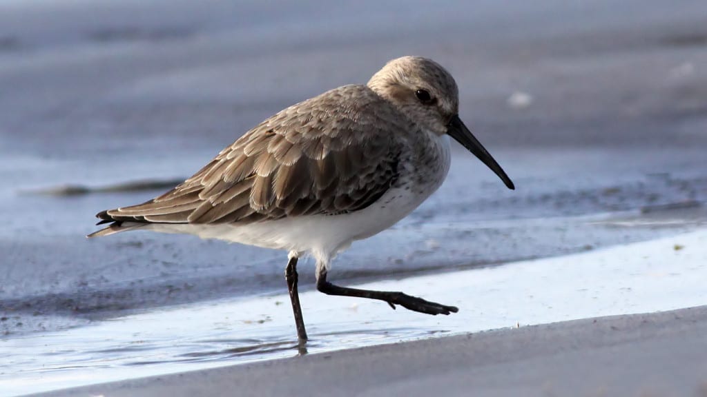 Dunlin Calidris alpina