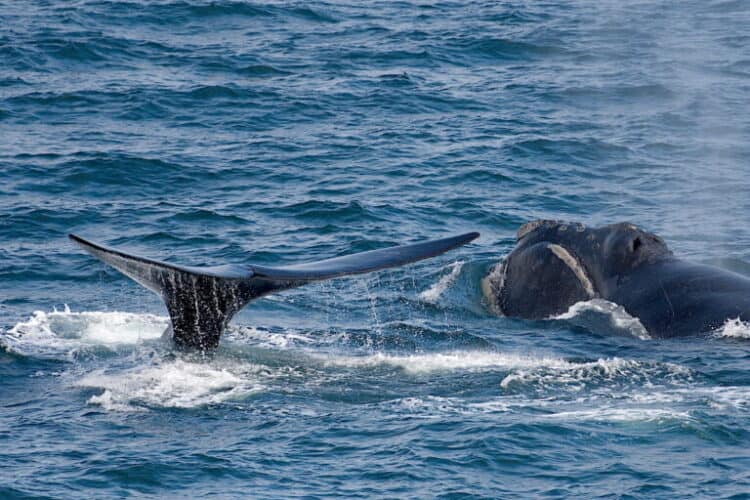 North Pacific right whales south of Kodiak Island, Alaska, 2021. Image captured by scientists working under NOAA permit 20465.