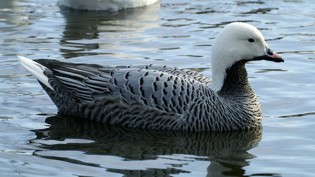Emperor Goose Chen canagica
