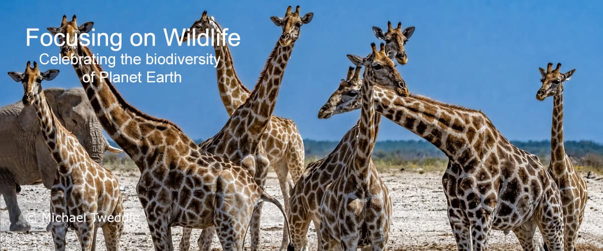 Etosha Giants by Michael Tweddle