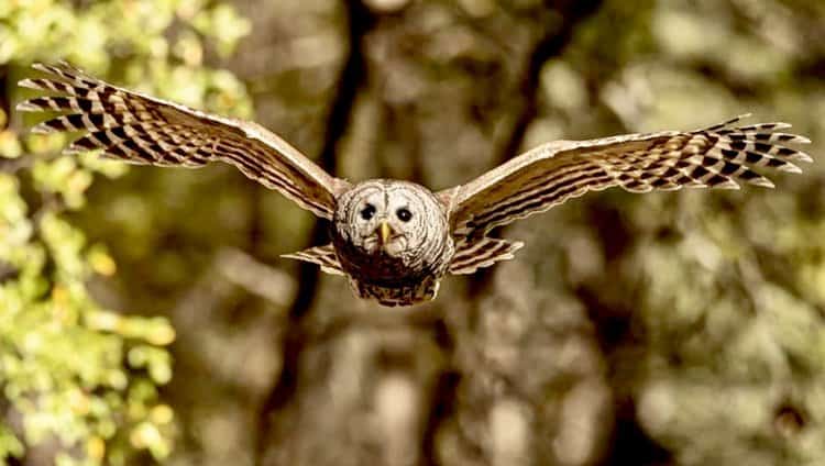 Owl flying by Dwayne Flores - San Antonio