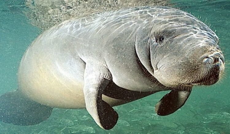 An Antillean manatee. (Photo courtesy of Patrick M. Rose/EFE)