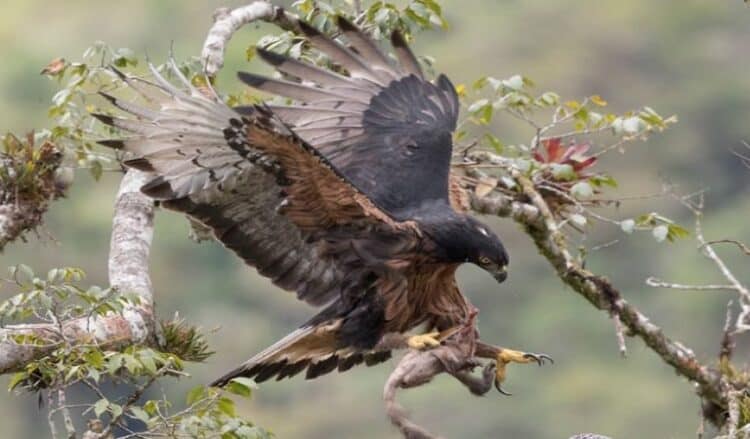 A Black-and-chestnut eagle landing in its nest. (Photo courtesy of Gonzalo Ignazi)