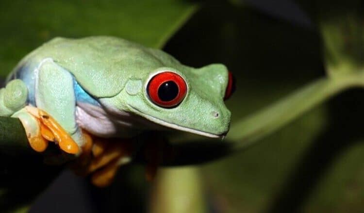 A frog in the Colombian rainforest. Photo courtesy of Rhett A. Butler