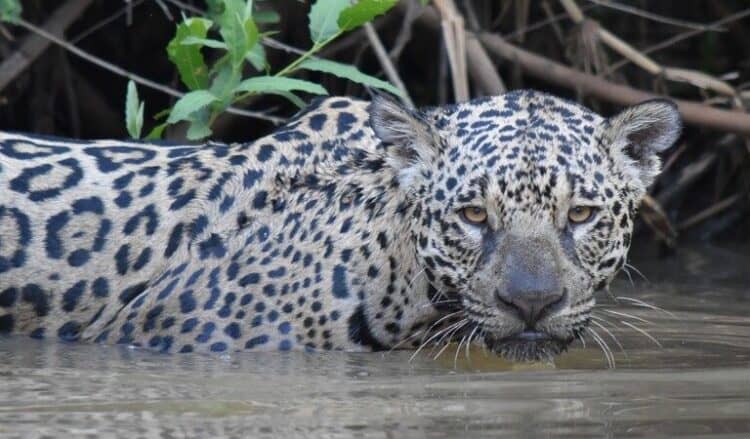 A jaguar in Mato Grosso, Brazil. Photo courtesy of Wikimedia.
