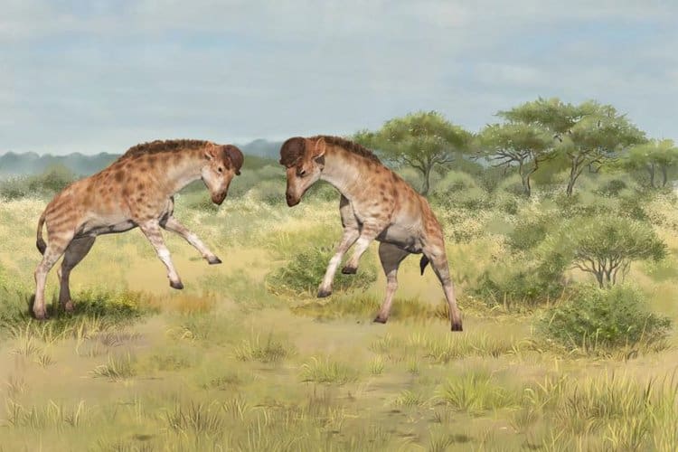 ‘Strange’ giraffoid fossil shows giraffes evolved long necks to win mates: study