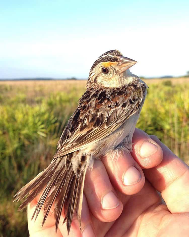 The Rarest Bird In North America Could Make A Comeback With Some Much-Needed Help