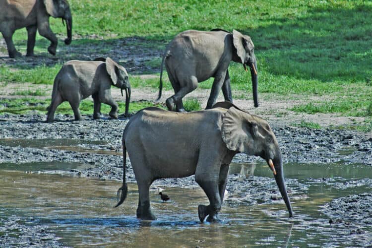 Forest elephants in the Congo Basin. Image by Peter Prokosch/GRID-Arendal via Flickr (CC BY-NC-SA 2.0).