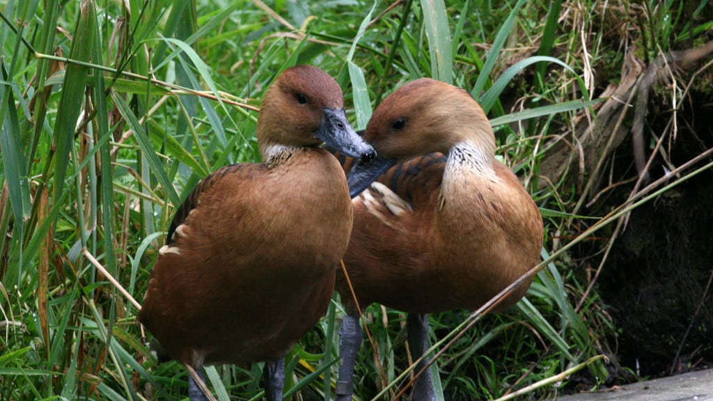 Fulvous Whistling-duck Dendrocygna bicolor