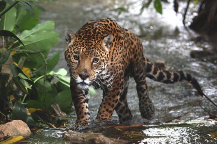 Jaguars in Mexico are growing in number, a promising sign that national conservation strategies are working