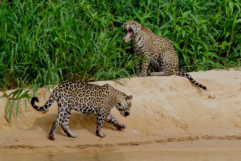 Two jaguars on a riverbank in Mexico. Photo credit: Gerardo Ceballos