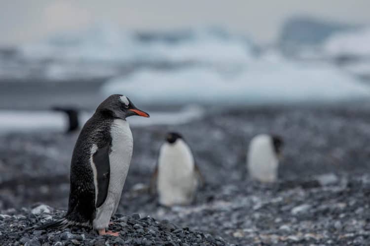As climate change melts Antarctic ice, gentoo penguins venture further south