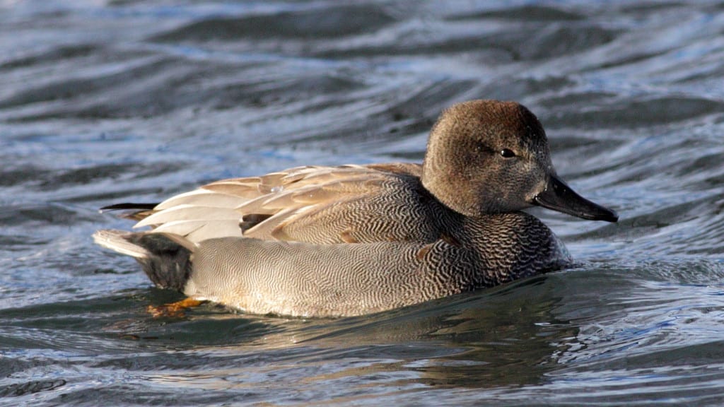 Gadwall Anas strepera