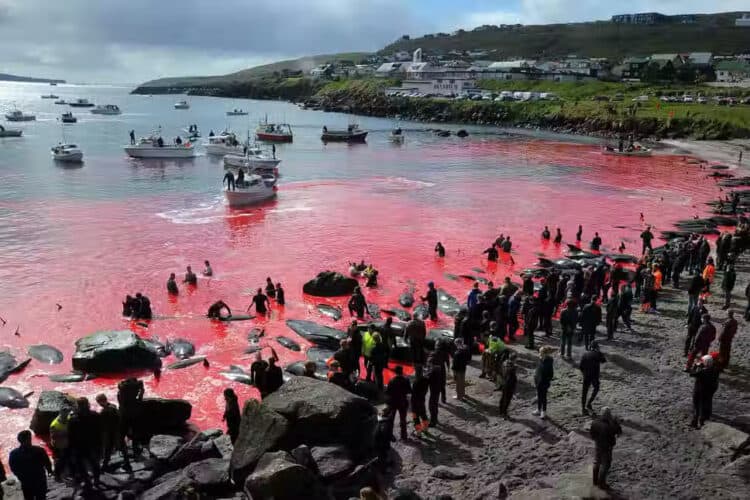 A pilot whale hunt in the Faroe Islands in 2019 / AFP via Getty Images