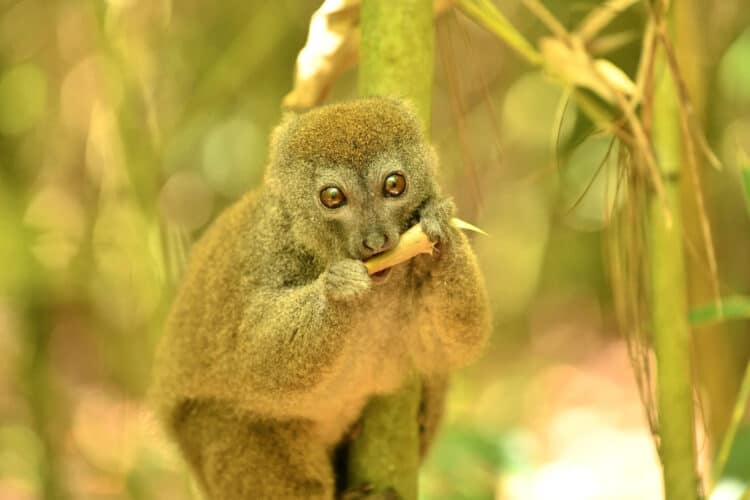 A bamboo lemur. mlharing / Getty Images