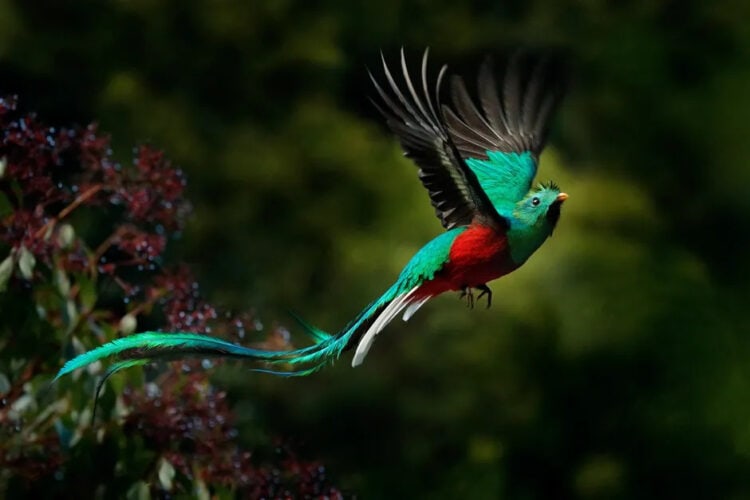A flying Resplendent Quetzal. © Ondrej Prosicky