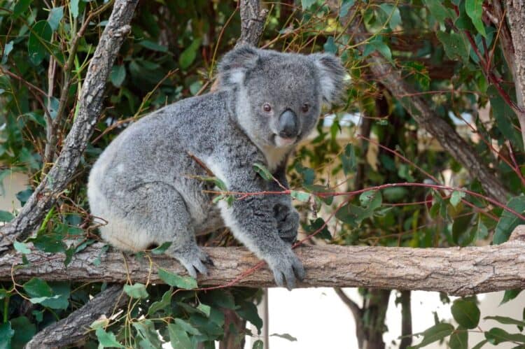 A koala in Lone Pine Koala Sanctuary, a 18-hectare Koala Sanctuary in the Brisbane suburb of Fig Tree Pocket in Queensland, Australia. Paolo Picciotto / Universal Images Group / Getty Images