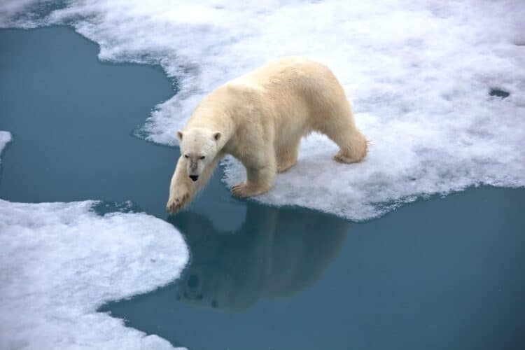 Polar Bears Found Surviving in Greenland Despite Lack of Sea Ice