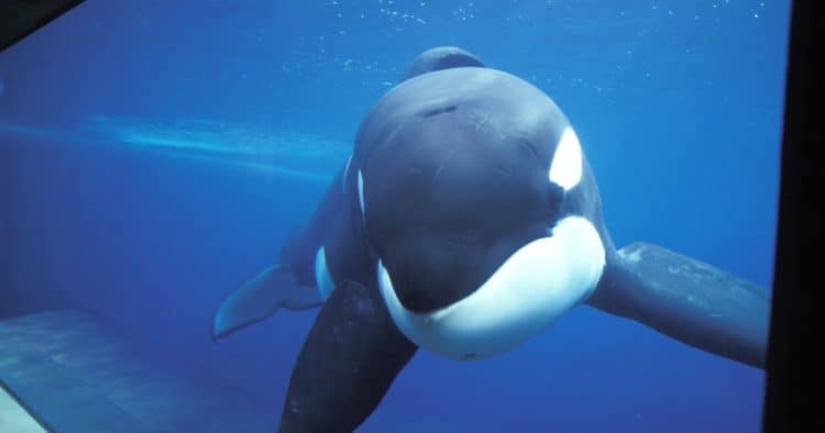The Story of Keiko, the First Captive Orca Returned to the Wild