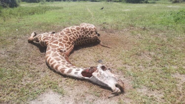 Villagers collude with people from other regions in trapping and killing the giraffes while they are crossing wildlife corridors that serve as a passageway for wild animals moving back and forth between conservation areas. Photo supplied