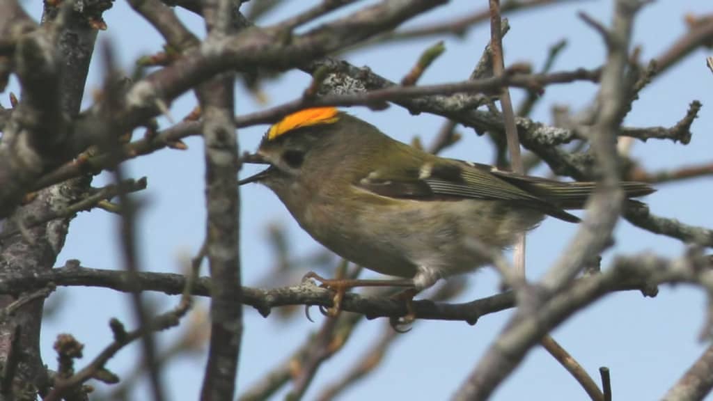 Goldcrest Regulus regulus