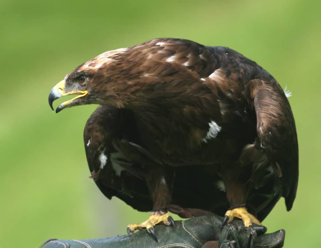 Golden Eagle Aquila chrysaetos