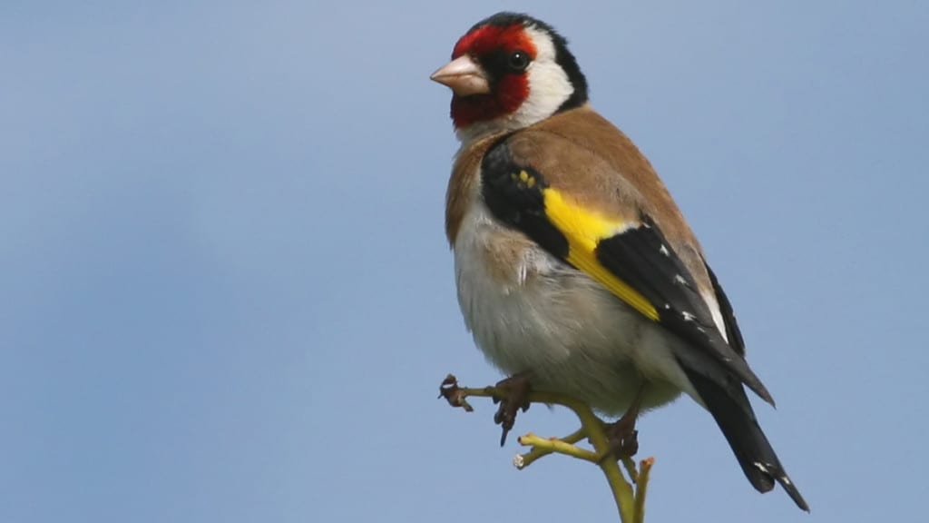 Goldfinch Carduelis carduelis