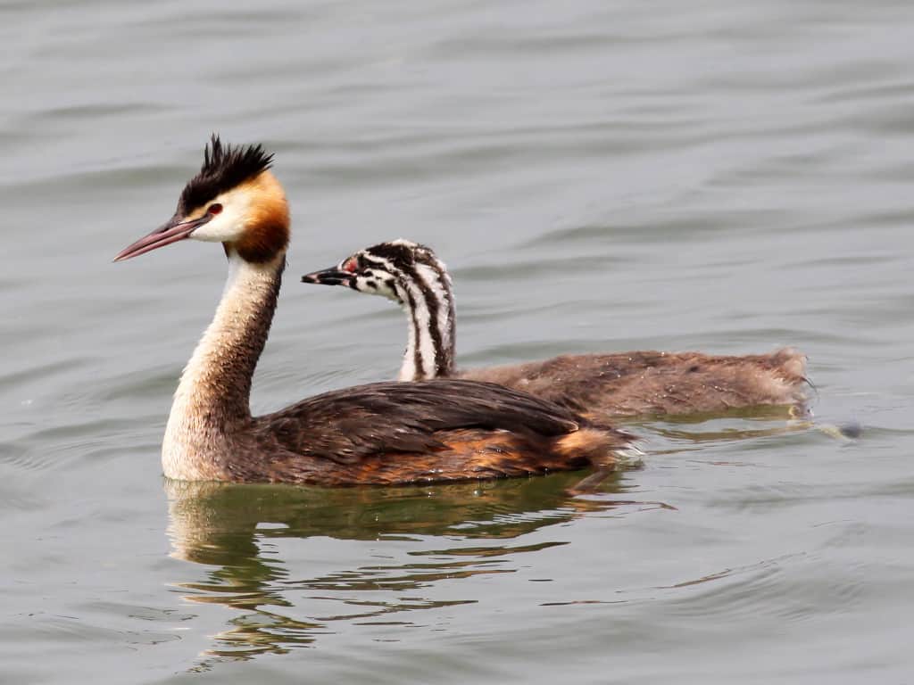 Great Crested Grebe Podiceps cristatus » Focusing on Wildlife