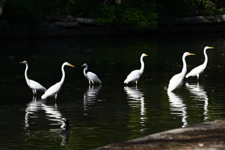 Great Egrets in River