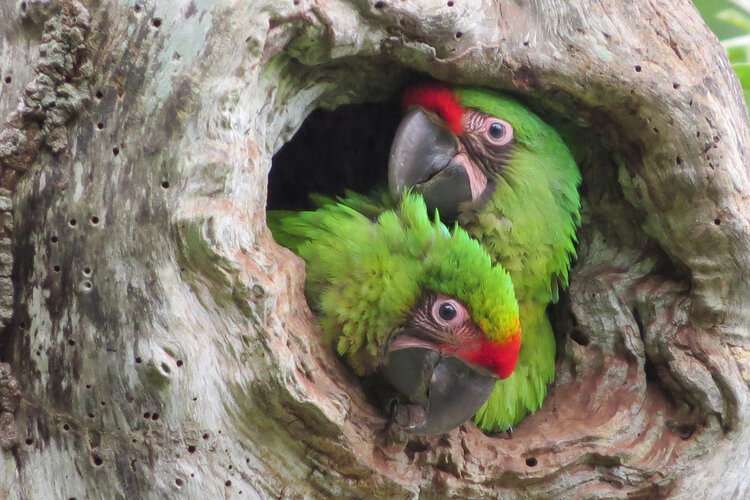 Great green macaw in Las Balsas reserve. Photo credit: José León