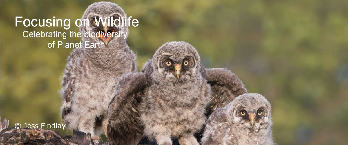 Great Grey Owl Nestlings by Jess Findlay