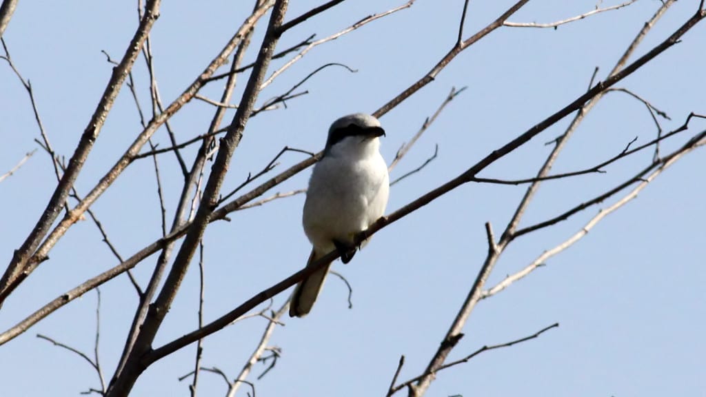 Great Grey Shrike Lanius excubitor