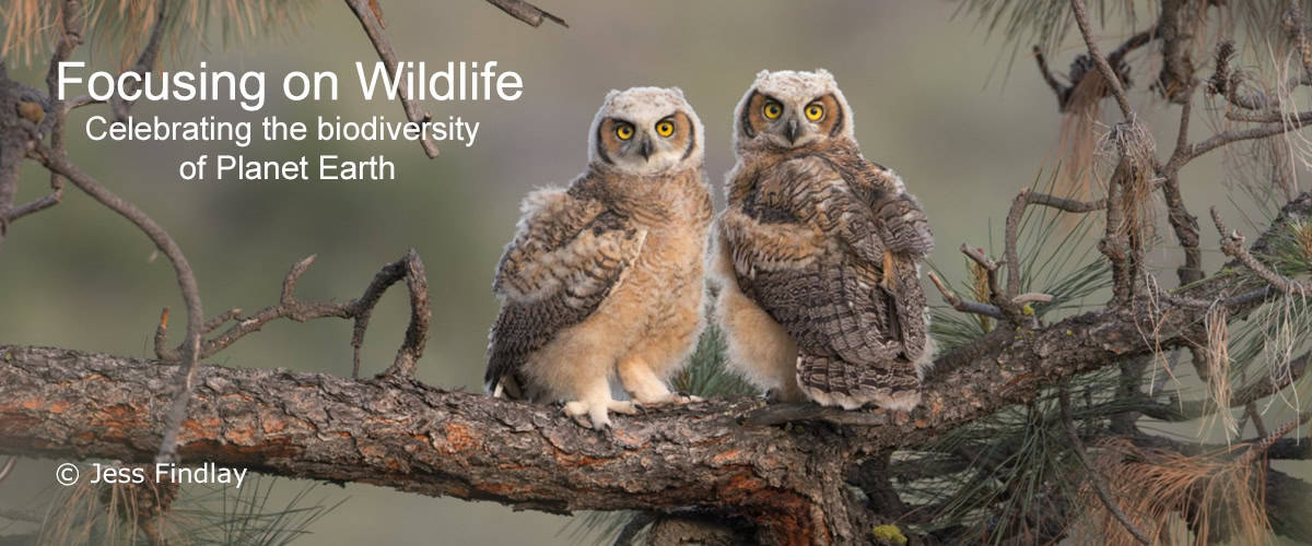 Great Horned Owl Siblings by Jess Findlay