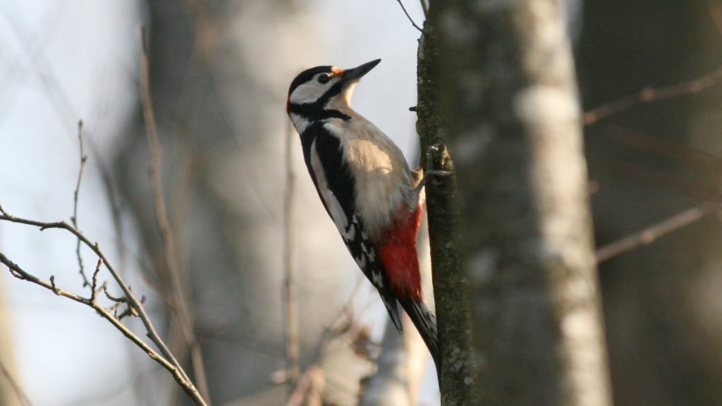 Great Spotted Woodpecker Dendrocopos major