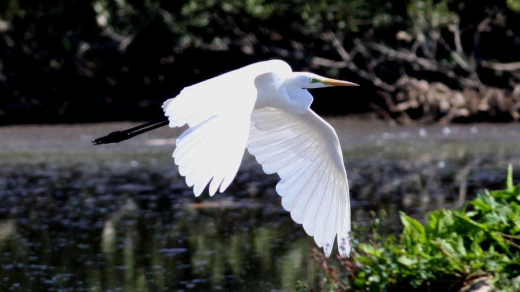 Great Egret Casmerodius albus