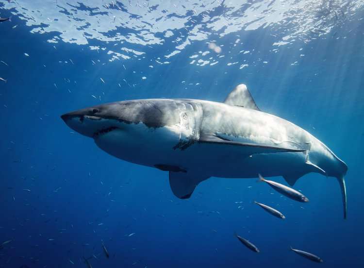 Are Shark Attacks Increasing?