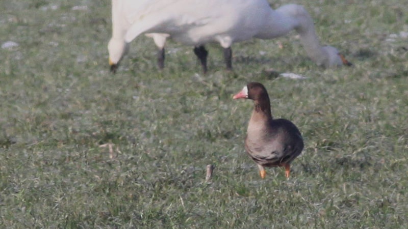 Greater White-fronted Goose Anser albifrons