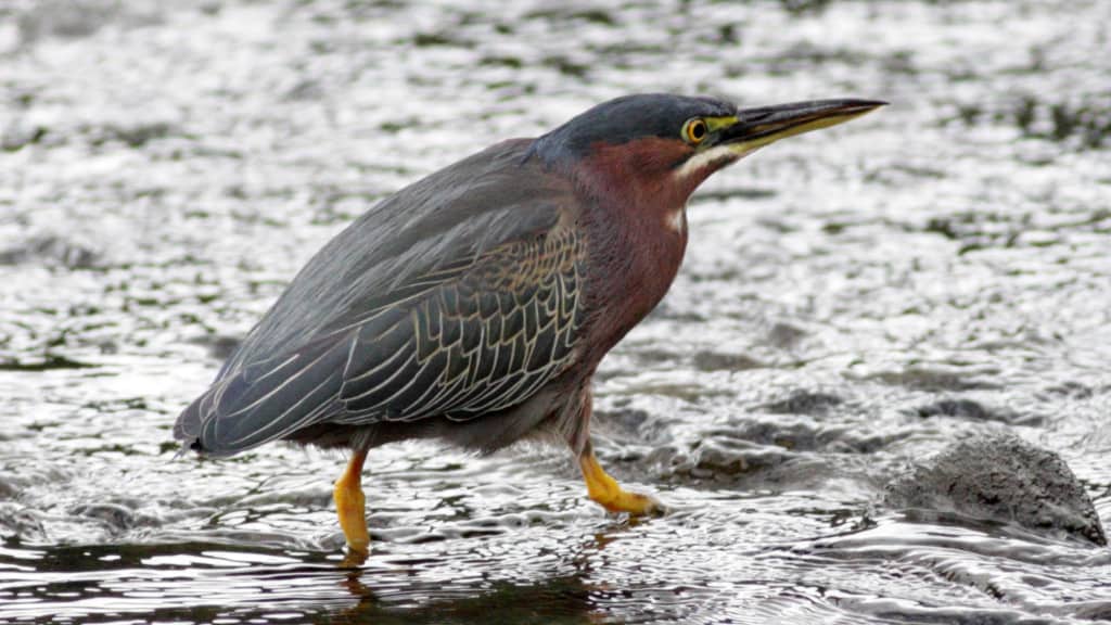 Green Heron Butorides virescens | Focusing on Wildlife