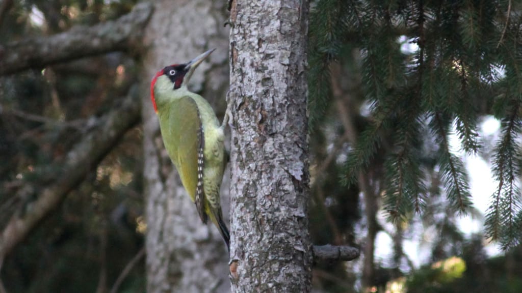 Green Woodpecker Picus viridis