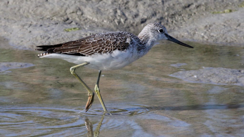 Greenshank Tringa nebularia