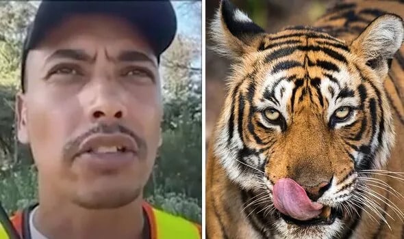 Horror as escaped Bengal tiger mauls dog walker after killing pets