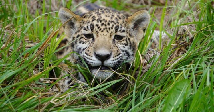 A jaguar is seen at the jaguar sanctuary inside of Reino Animal Conservation Park, in Oxtotipac, State of Mexico, Mexico, November 2022. Reino Animal/ Handout via REUTERS.