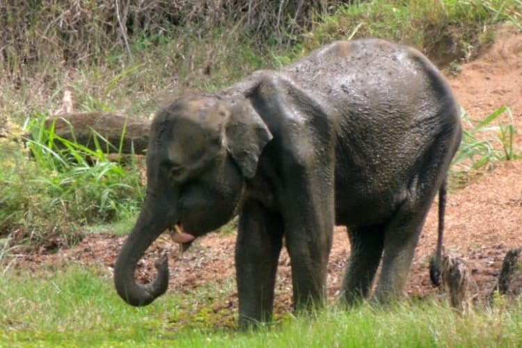 Jaw bombs, the deadliest threat to Sri Lanka’s elephants, are scaling up