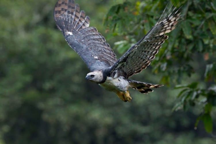 Harpy eagles: The challenge of protecting the Amazon’s largest bird of prey